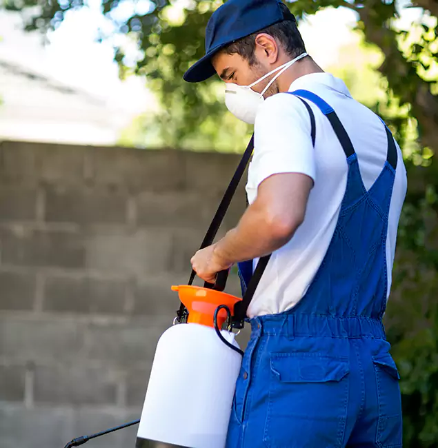 Why Boise Pest Control Services Is the Right Choice for Yellow Jacket Removal in Boise, ID?