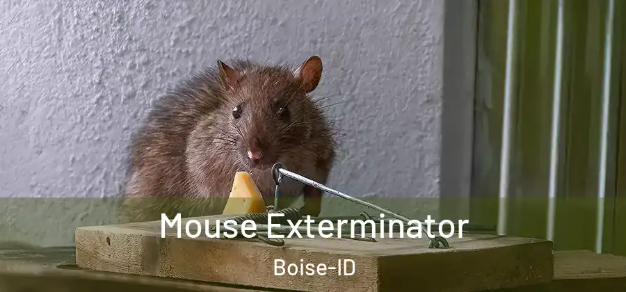  Mouse Exterminator Boise-ID