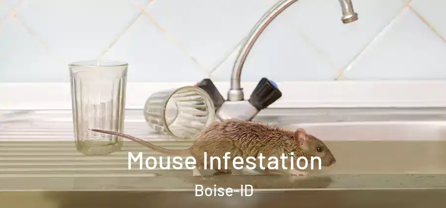  Mouse Infestation Boise-ID