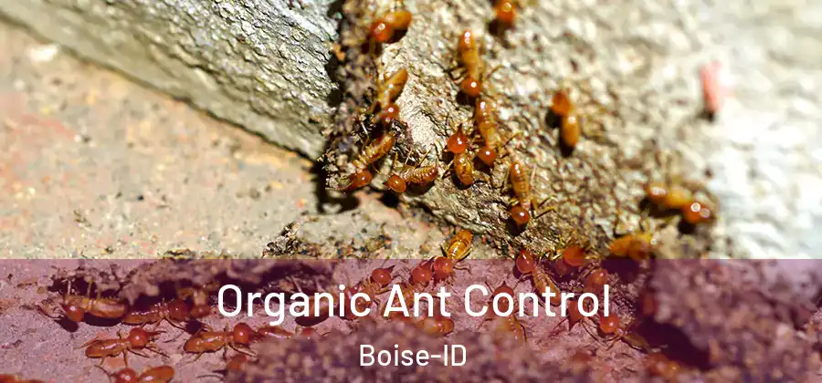  Organic Ant Control Boise-ID