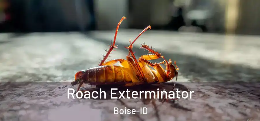  Roach Exterminator Boise-ID
