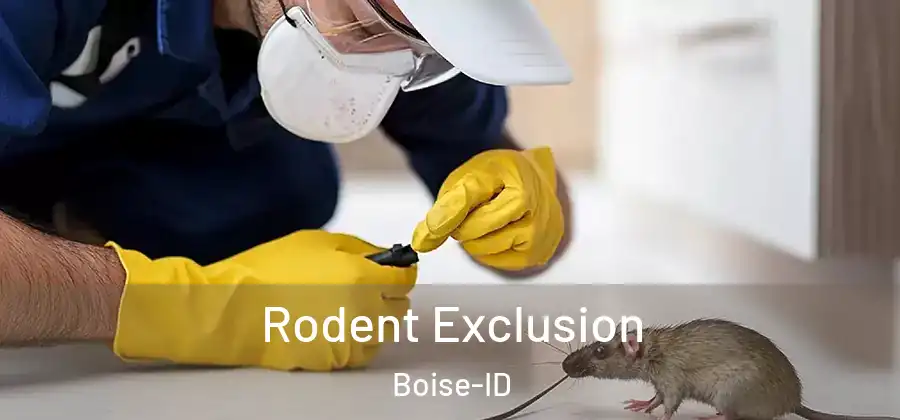 Rodent Exclusion Boise-ID