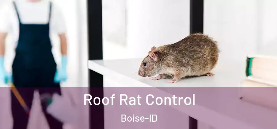  Roof Rat Control Boise-ID