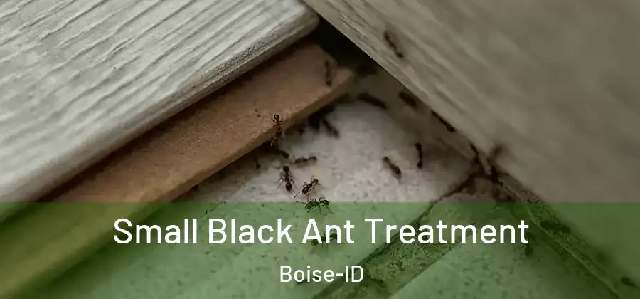  Small Black Ant Treatment Boise-ID