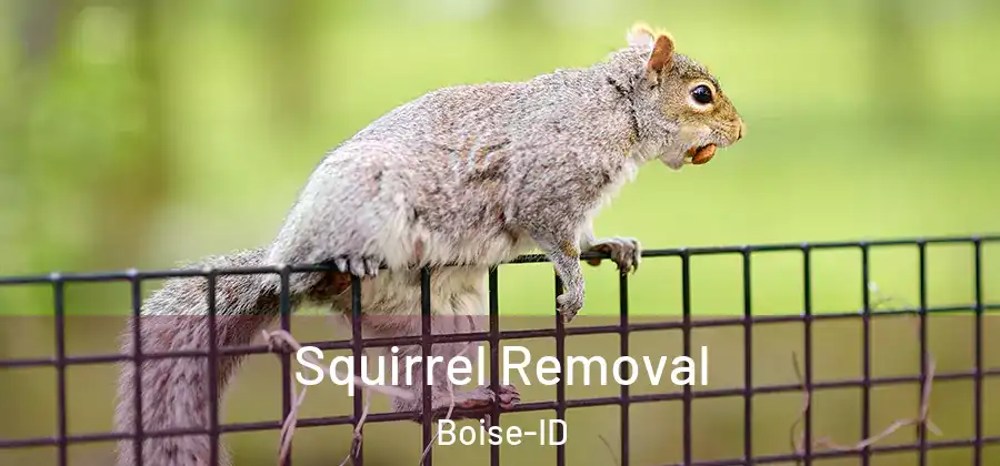  Squirrel Removal Boise-ID