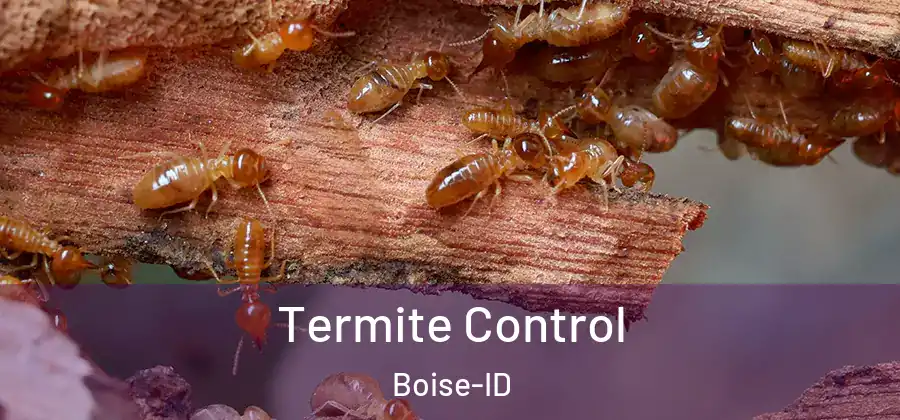  Termite Control Boise-ID