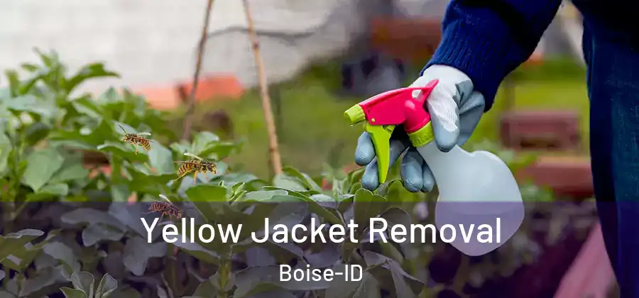  Yellow Jacket Removal Boise-ID